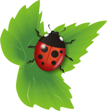 tube insecte tube insecte