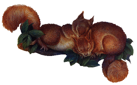 gif écureuil 