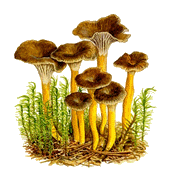 http://petitemimine.p.e.pic.centerblog.net/6d287e8e.gif