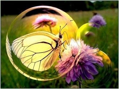 image bulle papillon 
