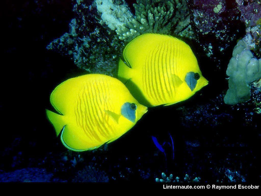 Poisson nageur Yo-Zuri 3DR-X Jerkbait main image 0