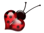 gif coccinelle