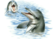 dauphin