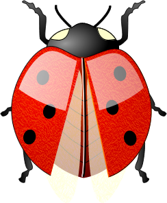 coccinelle