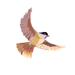 oiseau