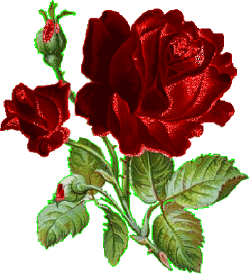 gif fleur rose